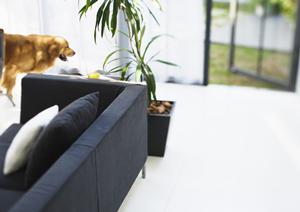 解放感のある家に生まれかわるなら